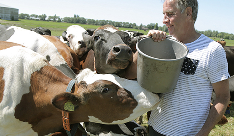 pasture_4