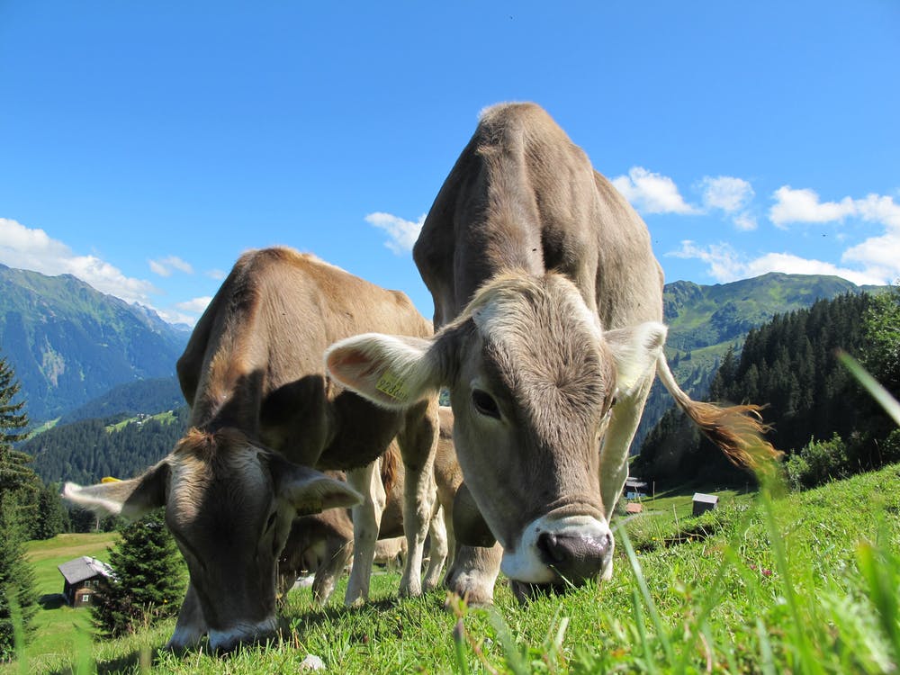 cows-cow-austria-pasture-sky-64231.jpeg